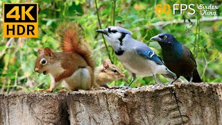 Cat TV for Cats to Watch  Lovely Summer Birds, Squirrels, Chipmunks  8 Hours 4K HDR 60FPS