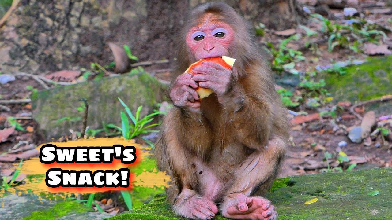 Balina Enjoys Her Favorite Apple Snack 🍎💞,