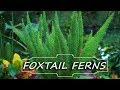 Foxtail fern care  asparagus densiflorus myersii  fern friday