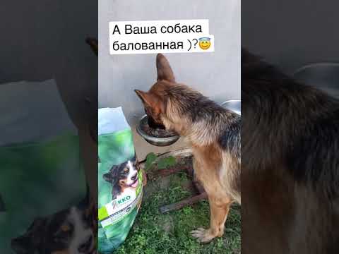 Видео: 10 знака, че кученце е от кученце