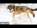 International wolf center north camera powered by exploreorg