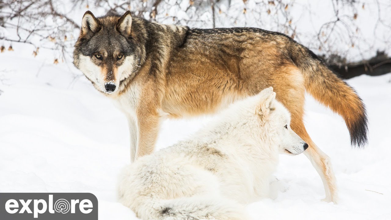 International Wolf Center North Camera powered by EXPLORE.org