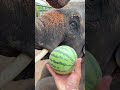شاهد كيف يأكل الفيل 5 بطيخات عن قرب Watch The Cute Elephant Eating شاهد كيف يأكل الفيل 5 بطيخات عن قرب Watch The Cute Elephant Eating