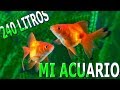 🔵MI ACUARIO DE 250 L!!!!!