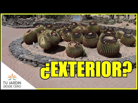 Video: Zone 9 Cactus Info: Selección de un cactus para las regiones de la Zona 9