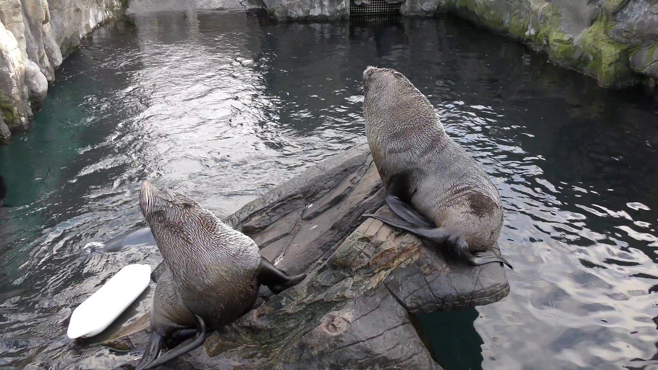 South American Fur Seals, Living Coasts (29th December 2019) YouTube