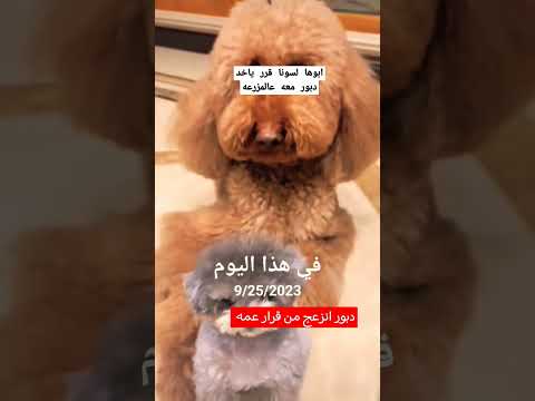 ابوهاةلسونا قرر ياخد دبور معه عالمزرعه ليعمله فركة اذن ودبور انزعج كتير
