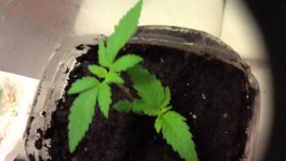 weed plants #1