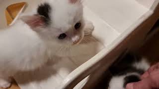 KorZhik's Q kuld 5 uger