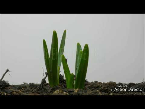 Timelapse snowdrop growing