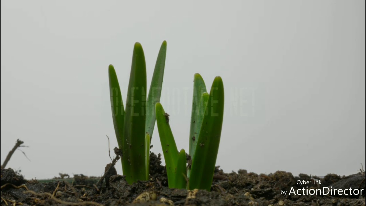 Timelapse snowdrop growing