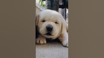 Thumbnail of cutest puppy crying🥰🐶 #dog #shortvideo #puppy #doglover #youtubeshorts #dogsound