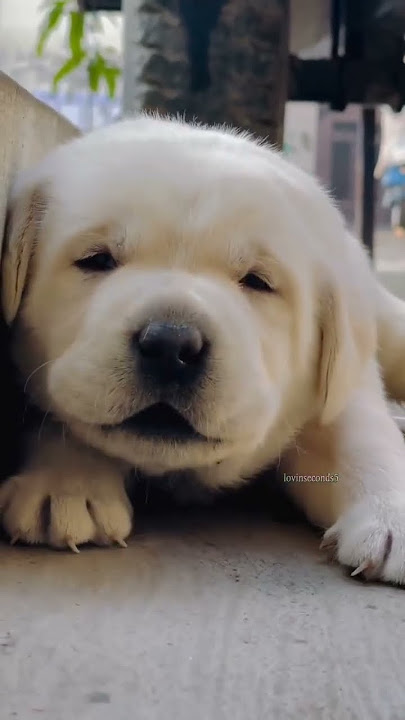 cutest puppy crying🥰🐶 #dog #shortvideo #puppy #doglover #youtubeshorts #dogsound