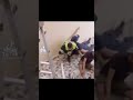 رياكشن واحد يغمى عليه بدون حقوق رياكشن ميمز تيك رياكشن واحد يغمى عليه بدون حقوق رياكشن ميمز تيك