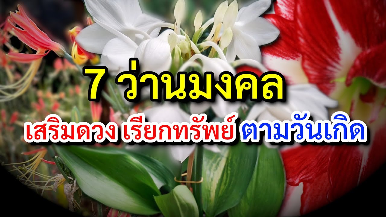 7 ว่านมงคล ประจำวันเกิด ปลูกว่านมงคล เสริมดวงตามวันเกิด เรียกทรัพย์  เพิ่มโชคลาภ เสริมดวง ปรับฮวงจุ้ย - Youtube