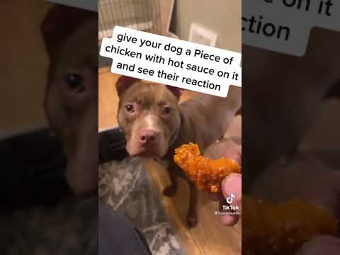 Give your dog a piece of chicken with hot sauce on it and see their reaction??