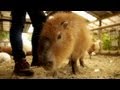 Scratch capybara, but peafowl peck my hand （クジャクがカピバラナデナデを妨害）