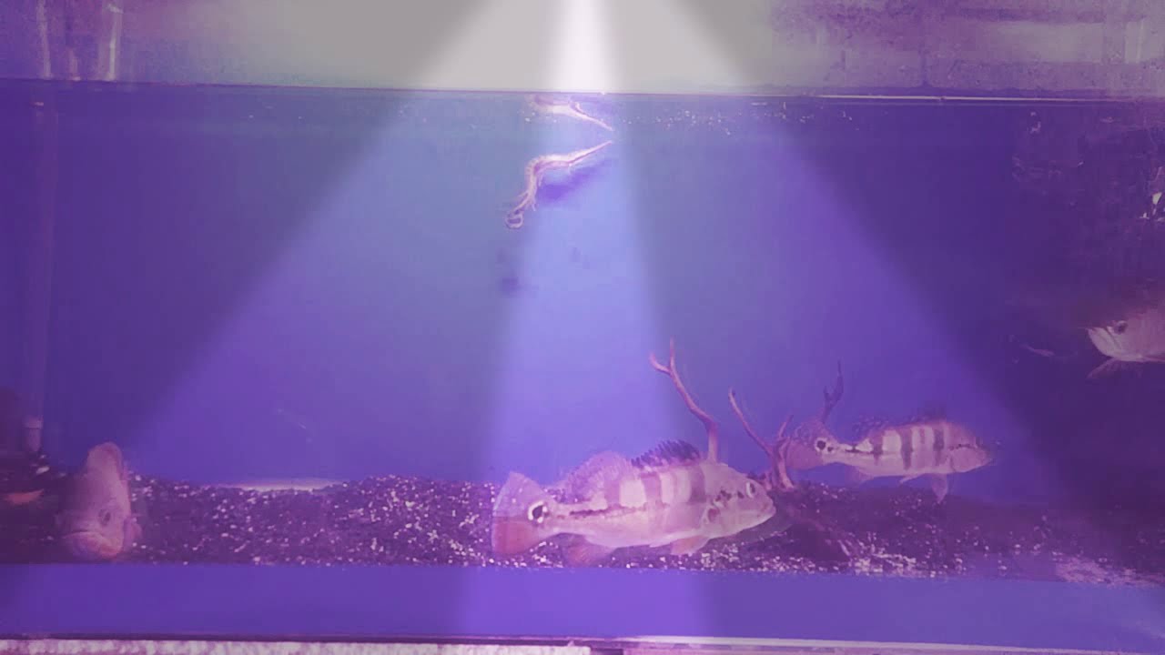 Ikan aligator