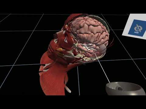 Human Anatomy Virtual Reality | BioDigital