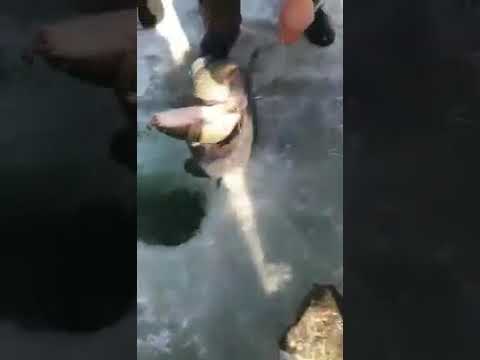 رحم الله الشيخ الشعراوي ما اجمل حديثه وأعذبه