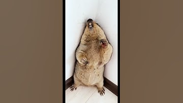Eating A Backpack For Marmot | MARMOT LIMITED | #marmot #shorts #foryou #feed #viral