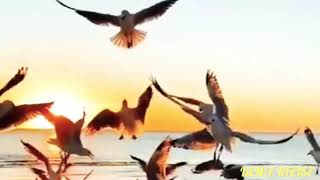 Müslüm Gürses Kör Olsun Bu Aşkin Gözü