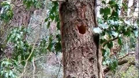 nature walk, birds nests eggs,episode 2, pt3.