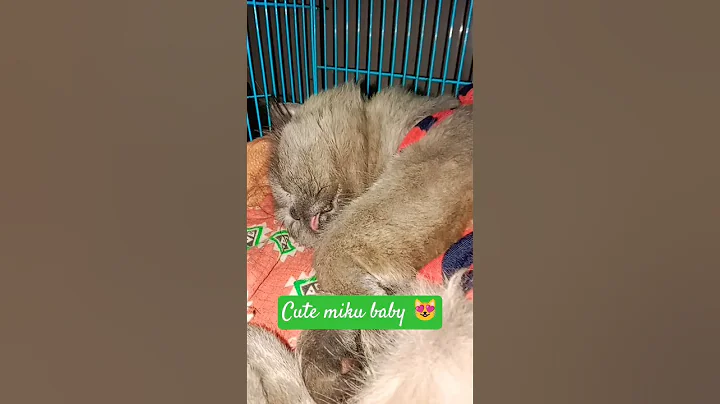 Video 11858631: british shorthair cute cat, funny cat british shorthair