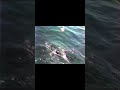 chinook salmon fishing 20 lb. #shorts #environment #fishing #fish #happy #nature #cool #seafood