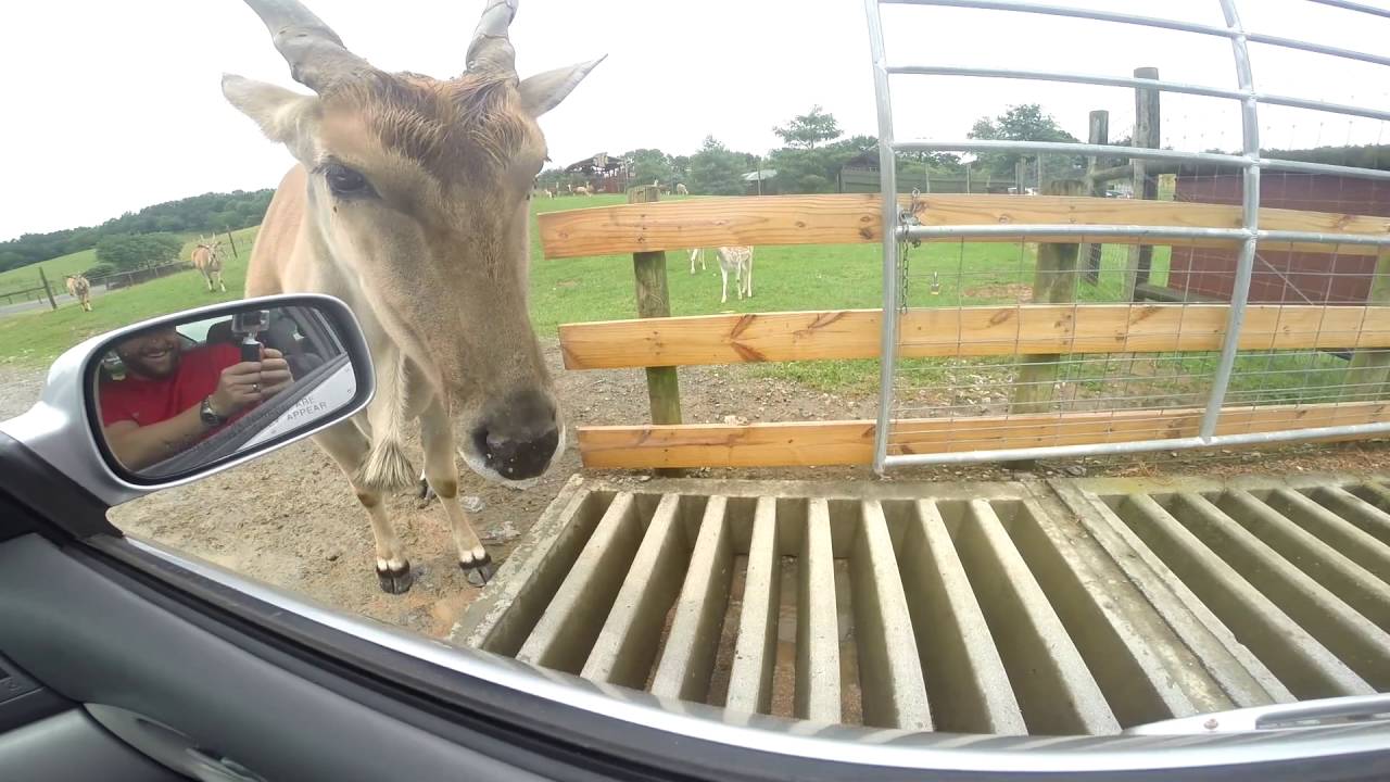 Natural Bridge Safari Park YouTube