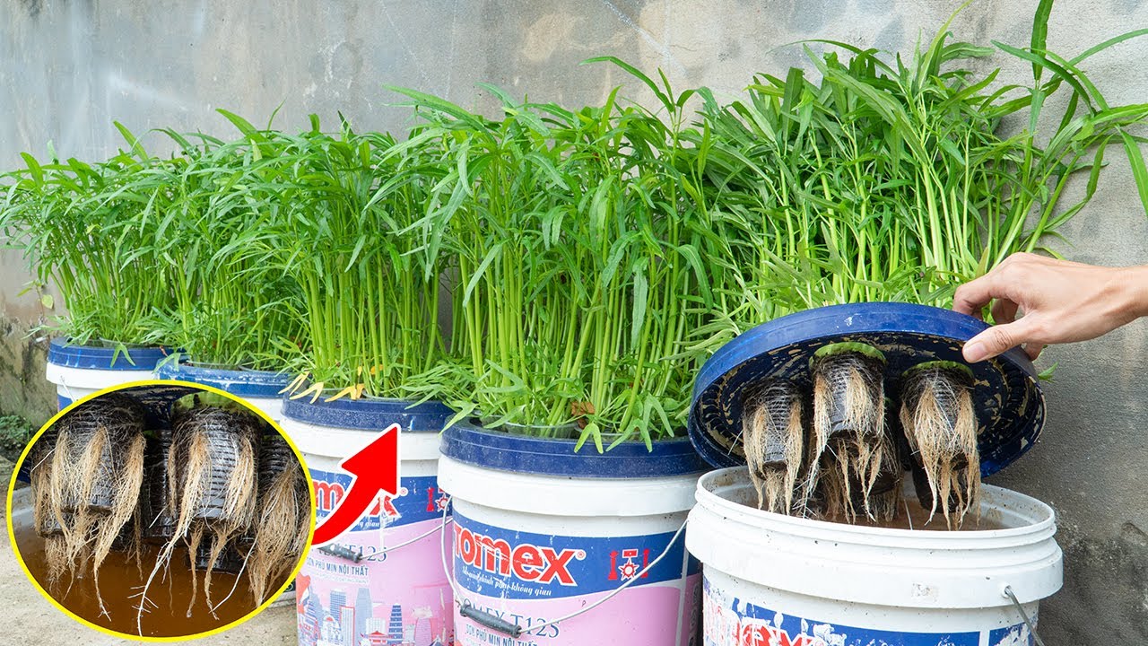 How to Easily Grow Water Spinach in a Plastic Water Tank – Harvest Tons of Vegetables🌱