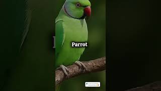 The Lovely little...R Type... #new #sorts #video #lifeisbutadream #hydraloop #aww #loop #viral 🤟✨🤌