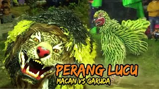 Heboh Perang Lucu Macan Dan Manok Garuda Banyuwangi, Pentas Kuda Lumping Mekar Joyo Arum Rasau jaya