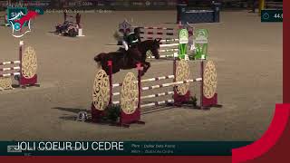 Download Lagu JOLI COEUR DU CEDRE - France Etalons 2025 MP3