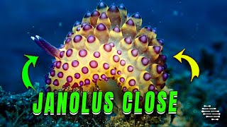 Janolus in Lembeh Strait Filmed Up-Close