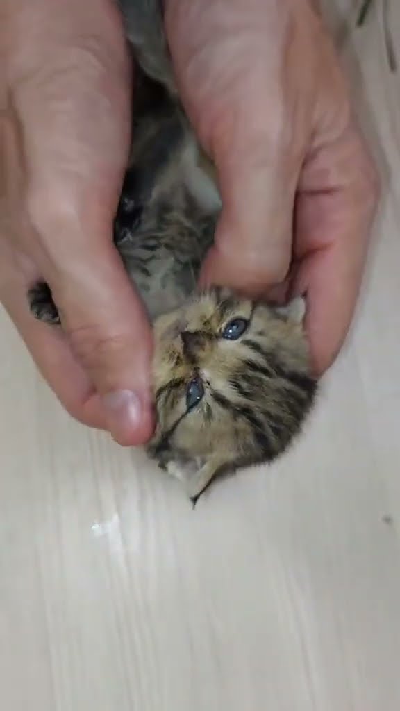 Bébé chaton très mignon ♥️ ♥️ ♥️ ♥️ ♥️ ♥️