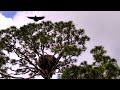 Young Eagle Flies at NEFL Bald Eagle Cam