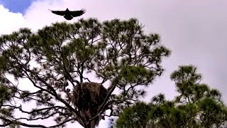 Young Eagle Flies at NEFL Bald Eagle Cam