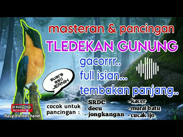 masteran tledekan gunung gacor untuk pancingan burung fighter class=