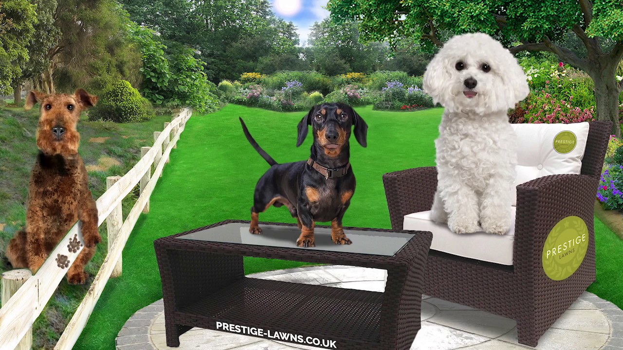 Artificial Grass Installation For Dogs By Prestige Lawns - YouTube