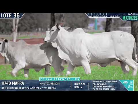 LOTE 36   MFRA 11740