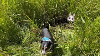 Rocky y Messi en busca de conejos acompañenos en esta aventura