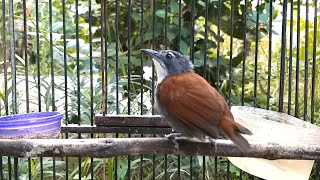 Suara Burung SNIPER ( Tepus Dada Putih ) GACOR Mbeset Volume Lantang JERNIH Cocok Buat MASTERAN