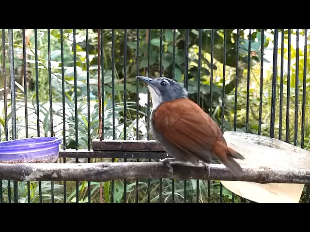 Suara Burung SNIPER ( Tepus Dada Putih ) GACOR Mbeset Volume Lantang JERNIH Cocok Buat MASTERAN class=