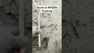 Secret to Wildlife Tracking