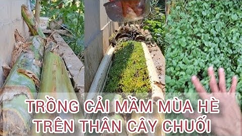 🌿 Trồng Cải Mầm Mùa Hè Trên Thân Cây Chuối – Ít Tưới Nước, Vẫn Xanh Mướt Mắt! 🌞