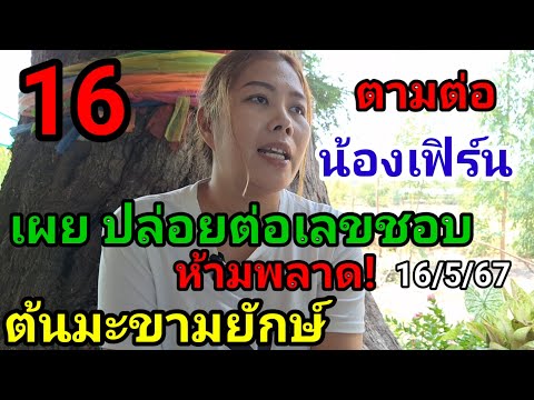 16เข้าเต็มๆ!#ต้นมะขามยักษ์ น้องเฟิร์น เผย ปล่อยเลขชอบทีเด็ด งวดนี้#ห้ามพลาด! 16/5/67#หลวงปู่ทวด