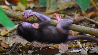 Lovely 🥰 😻 😍  moments of baby monkeys with mommy screenshot 4