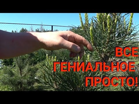 Вопрос: Что такое пинцирование сосны Как сделать?