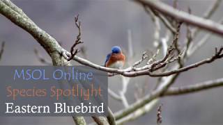 MSOL Online Species Spotlight: Eastern Bluebird April 30, 2020